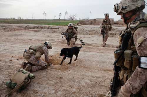 DogTrainingMN's tweet image. Retrievers are being used to find Improvised Explosive Devices that litter the ground in Afghanistan.