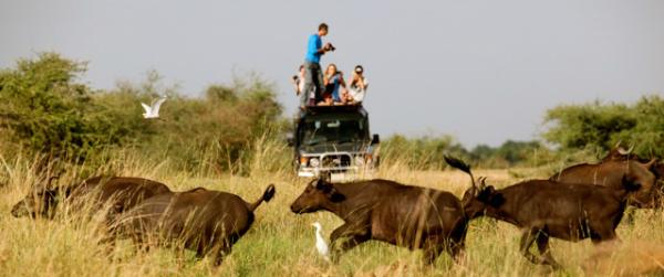 get up close and personal on a safari at Paraa