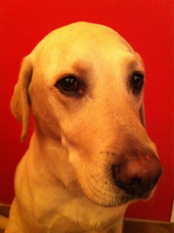 amywriter's tweet photo. @BethStern Moose is a Howard fan http://t.co/KdXKNLHN