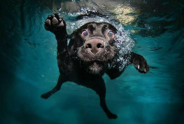 PAULT2ENT's tweet photo. @Paige_Duke ....best dog picture going... hope you like it as much as i do http://t.co/UZJMHlTl
