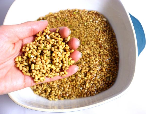 veganmisjonen's tweet image. Oh my! #møllbønner. #mothbeans. Jeg er bønn(e)hørt :P veganmisjonen.blogspot.com/2012/02/oppskr…