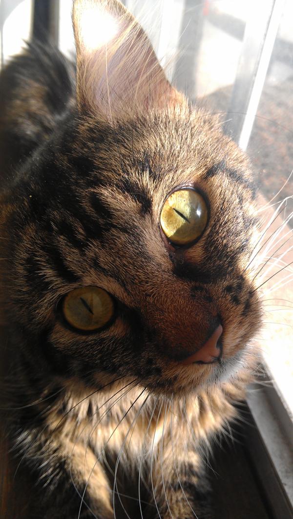 thathotlez's tweet image. @SluttyVirgins @SingleWithCats he says "what are girls?" #insidecat