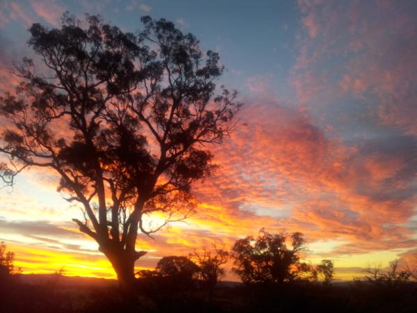 Sunset behind 200 year old gum tree at Barton Estate -perfect late summer evening in Murrumbateman