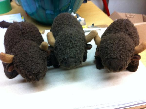 xMegaphone's tweet image. @crazijewgirl @LaurenMtelli when your best human friend gets you your own bison! #bisonsolutions