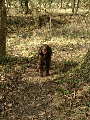 LeeDawnHubbard's tweet photo. Out for a walk ! http://t.co/nHuoU1se