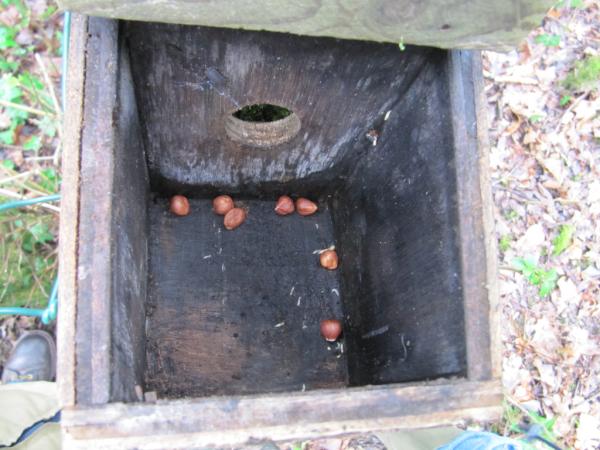 RogerGilbert's tweet photo. Dormouse boxclean yesterday thanks to donation by Gareth Cooksey some Hazel nuts left in each box food for the Dormice. http://t.co/yFjmtspP