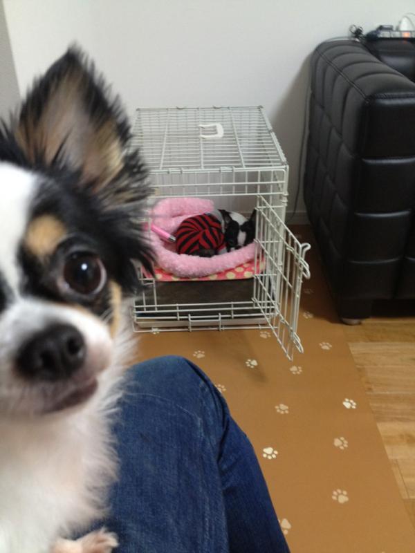 Rin609's tweet photo. 寝床盗られ中w http://t.co/s5MM3kgD