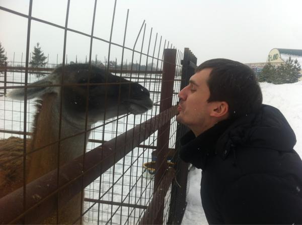 webarter's tweet image. Любовь с ламой