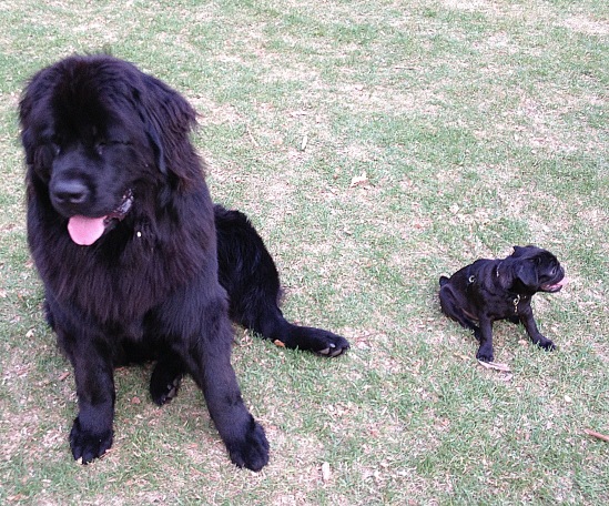 tarncham's tweet image. Coco trying to blend in