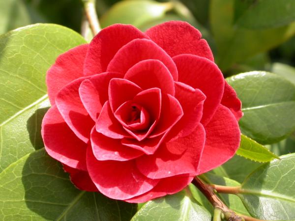 cgsusong's tweet image. 동백