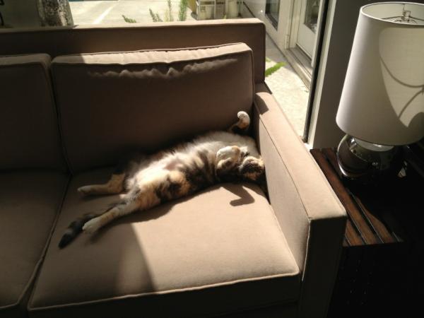kellylkimberly's tweet photo. Lily relaxing on Sunday morning http://t.co/Y4Rwrayw