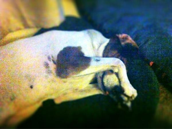 simonablaja's tweet photo. What makes me happy....love him! #cuteness http://t.co/rsmKVmJb