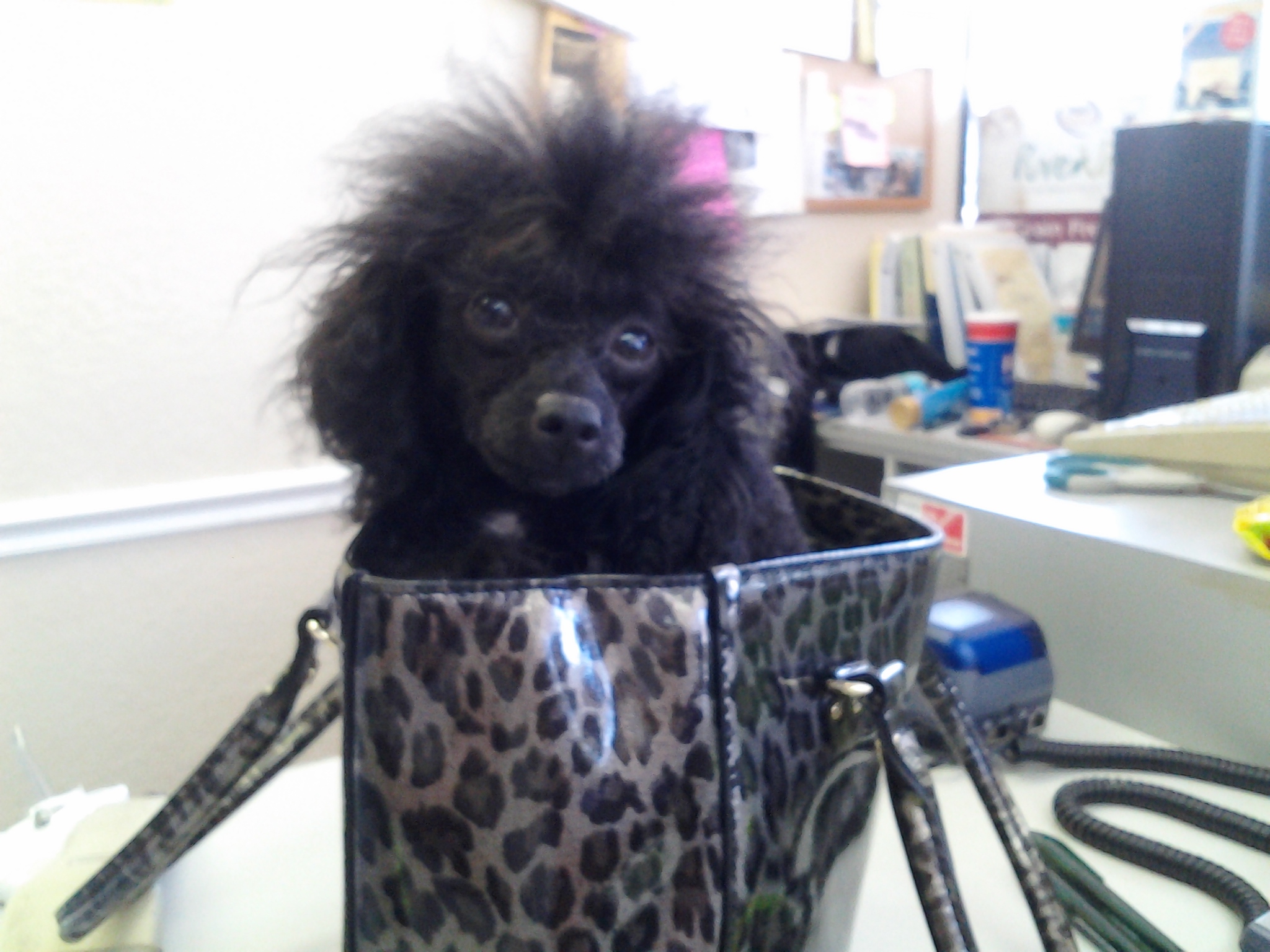 Prancing poodle best sale grooming