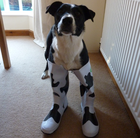 ibuildbridges's tweet photo. Here's a picture of a dog in boots http://t.co/UJf5CtaQ