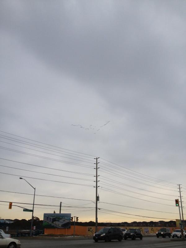 kryptic0x58's tweet image. Geese are back home. #springisapproaching