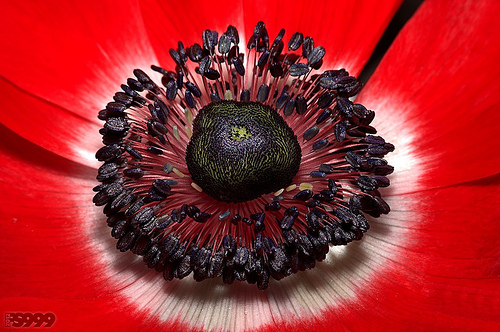 FloraMenu's tweet image. Red flower macro