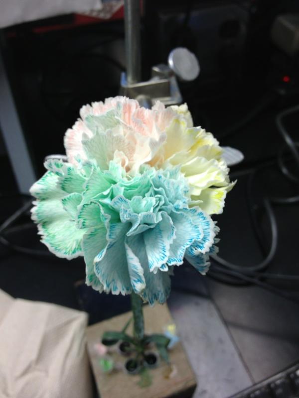 allison_langh's tweet image. Love being a bio major #labprojects