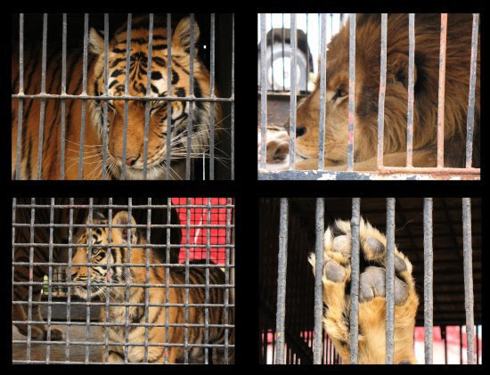 perritocallejer's tweet photo. Antes y después de la función en los circos con animales así lucen y así sufren. No patocines dolor. http://t.co/rA0qbsLY