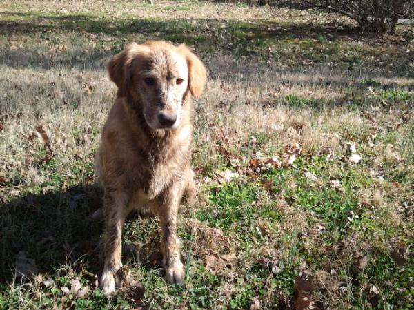 makemenauseous's tweet image. Gross....the hecks on my dog?