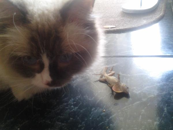 murphaderf's tweet photo. I caught me new fran http://t.co/WWkzdBKA