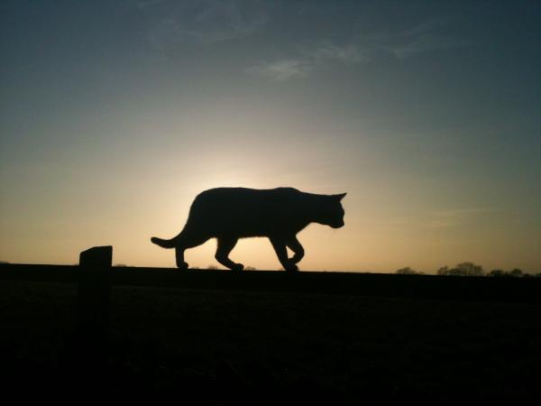 SamuelBoard's tweet photo. Big cat seen on Folly Farm!! http://t.co/NlCoEALz