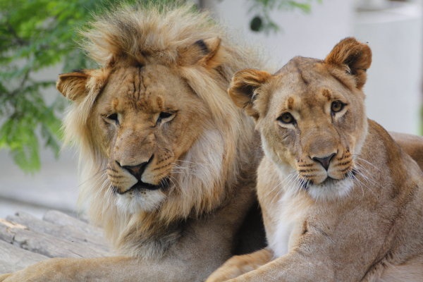 WildIsLife's tweet photo. WIL's Joe and Diana basking on their platform - another tough day! http://t.co/0fmXvolZ