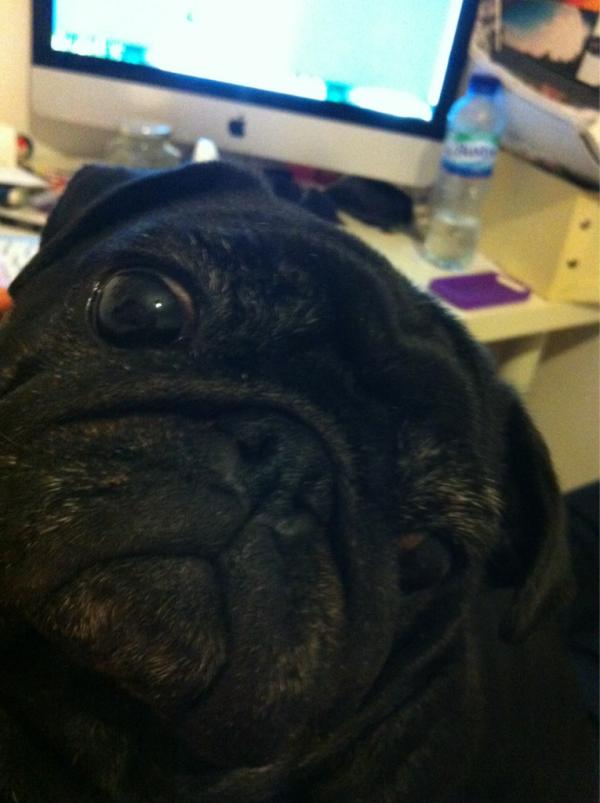 tamsincallan's tweet image. #PUGFACE #PUGLIFE #PUGFUN