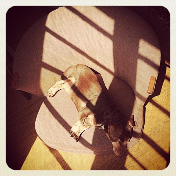 wienerdogwisdom's tweet photo. Sunbathing wiener style http://t.co/GKgYoa1d