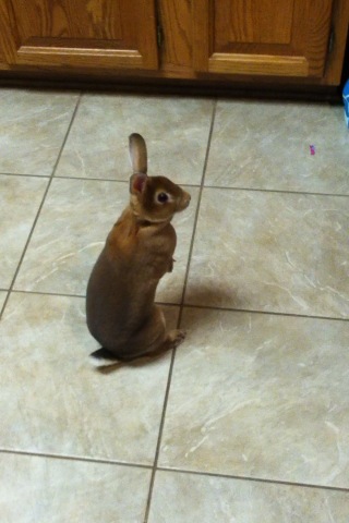 CamilleRealDeal's tweet image. SO MUCH TALENT IN SUCH A SMALL RABBIT #heckyes #learningtricks