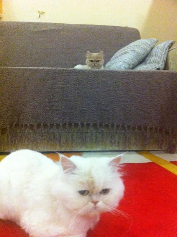 @Miraypasha bu gidisle yavru falan göremiyecez ikiside uyusuk, umutsuzum :)))