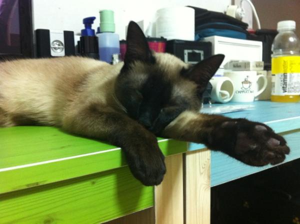bohemianbb's tweet photo. 봄이 오나봐. 나른해. http://t.co/SOVQinR3