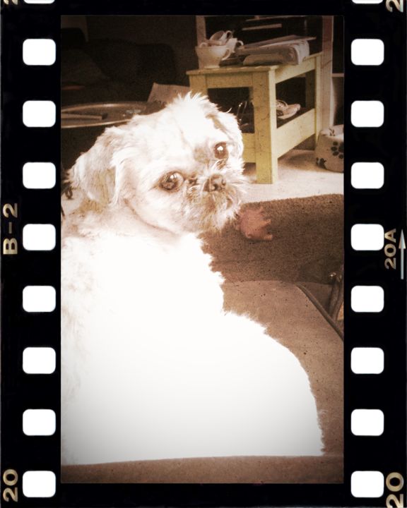 Katink86's tweet photo. Miko is weer gewent aan zijn lente haardracht stijl http://t.co/ysehPSj