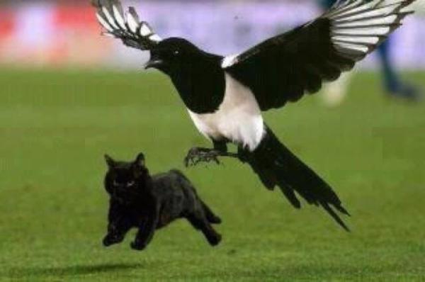 Boaky's tweet image. 