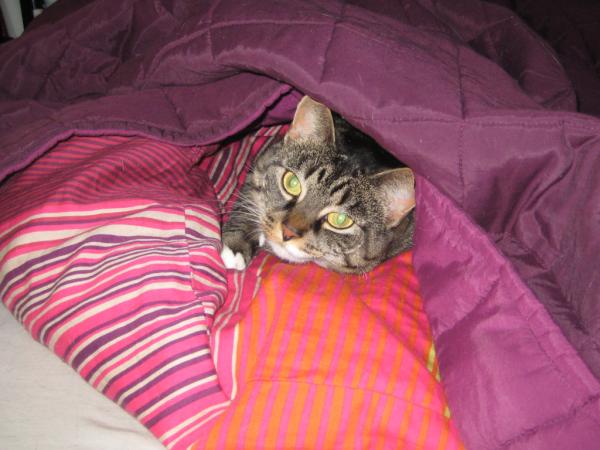 FionaFatCat's tweet photo. Mommy makes the bed, I un-make it. http://t.co/K7pTNdNH