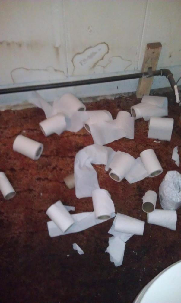 HKNick's tweet image. I don't know which one to use... #poopingproblems