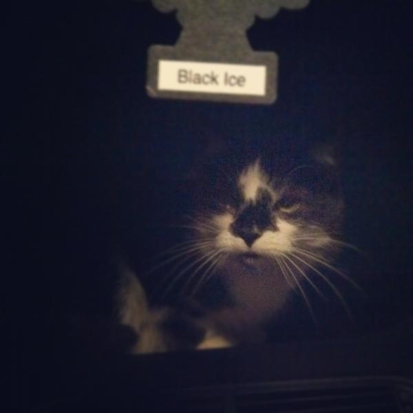 jennifiner's tweet image. Just hopping on into @cbaird198 &apos;s car #nobawtoyou #hewasamused