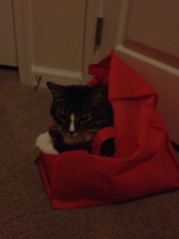 Fletchoi's tweet photo. Muffin found his new hiding place http://t.co/X30R0AqW