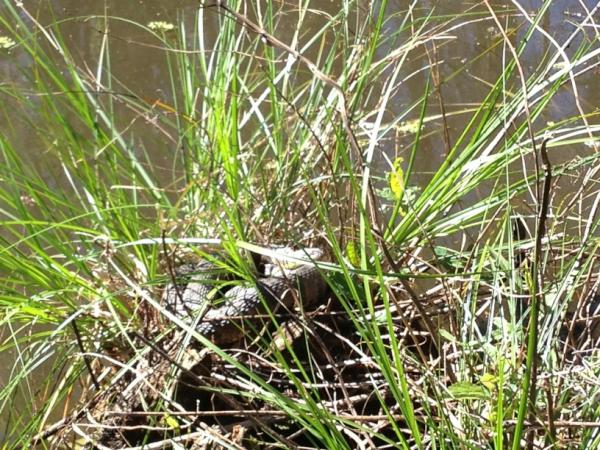 karlthorpe's tweet photo. Swamp tour. Water moccasin sunning http://t.co/Bb8vey1X