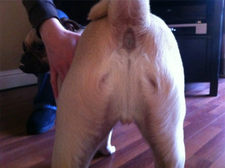 geoffdavin76's tweet photo. Jesus in a dog's butt. Really?? I mean....really???!!! http://t.co/iXV07zrx