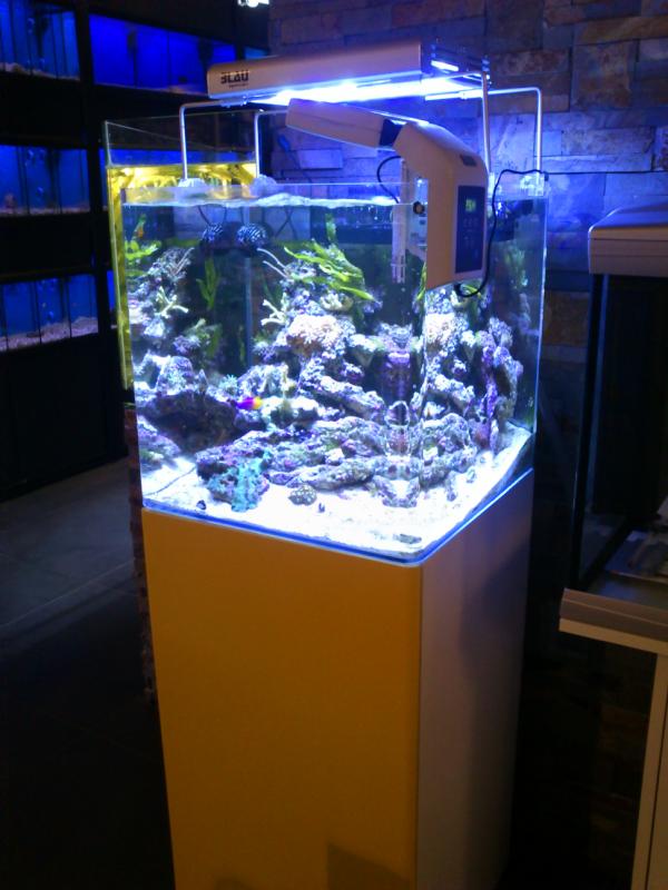 Balbibcn's tweet photo. @Iwagumi Nuestro Open reef de @BAquaristic!!! http://t.co/fMiOD1zA