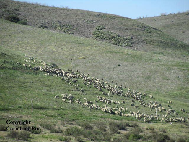 There are sheep in my backyard! No, I haven't been drinking; check out the pic I took. http://t.co/Hs9ny32o
