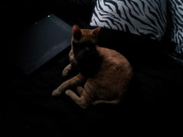 dubby_'s tweet photo. mommy @diditaminuteago needs to realize that her bed is MINE http://t.co/W6M57XHJ