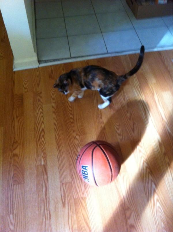 KittyCatProblem tweet picture
