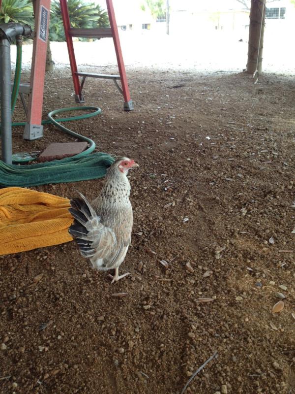 Muldoons Saloon tweet media