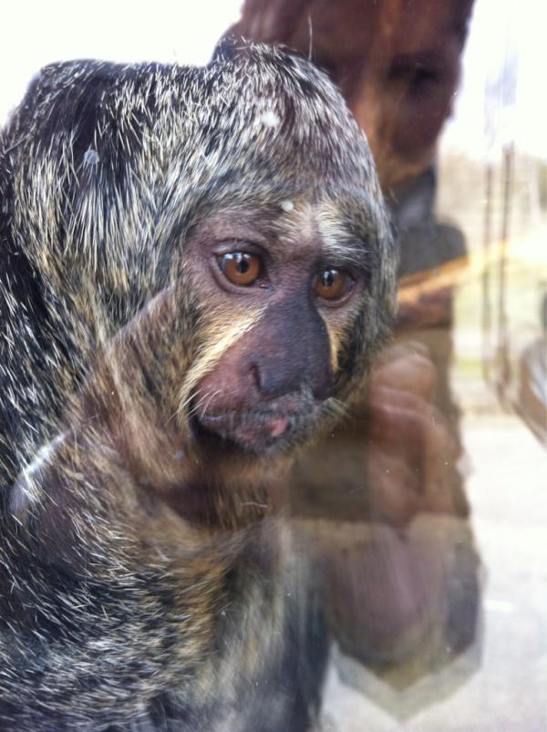 GraceRoss's tweet photo. @diegmc check out a Brazil native I just met ;) http://t.co/fS41F14