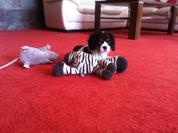LiborD's tweet photo. Carrie http://t.co/h25AQ3o1