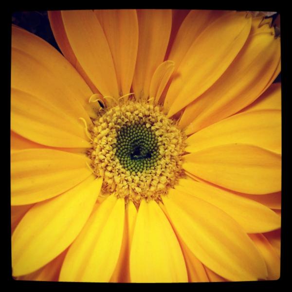 Cara M. Rainer (@FLX_Living) | Twitter