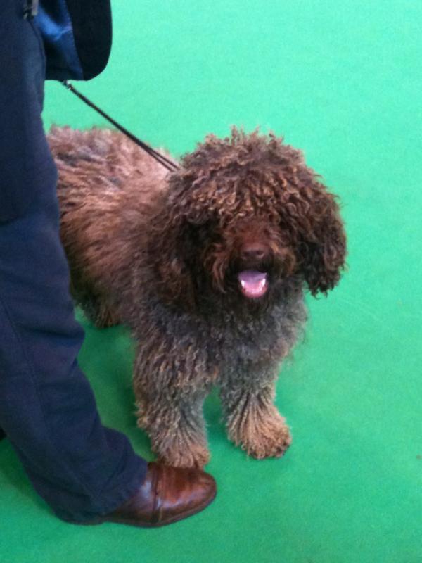 crufts spanish water dog