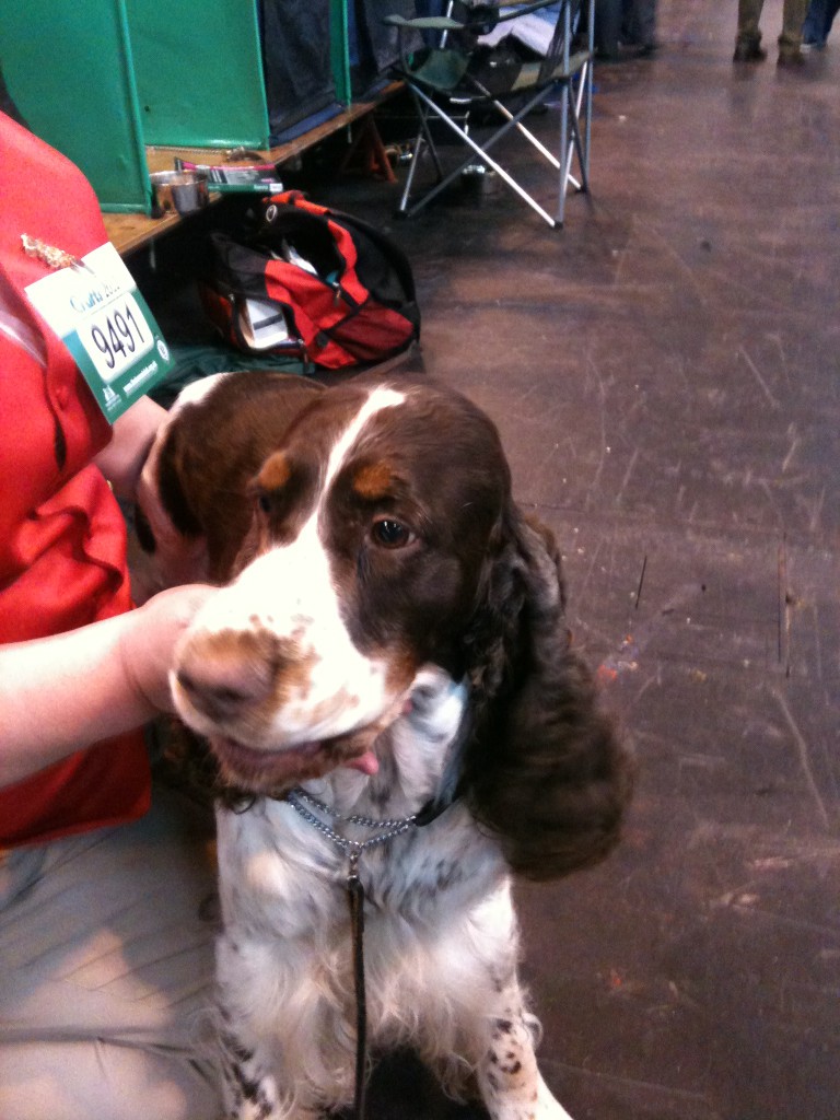 Liver tri hotsell springer spaniel