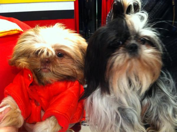 _danielherrera's tweet image. Mis sobrinos #teebo #latara